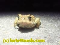 /home//u458753944/public_html/sourcegallery//////Roxborough Toad Detour/2024/2024-04-14/P4141367.JPG